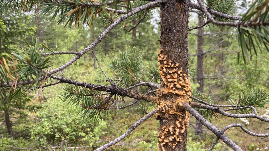 Scots pine blister rust on young pine. photo. 