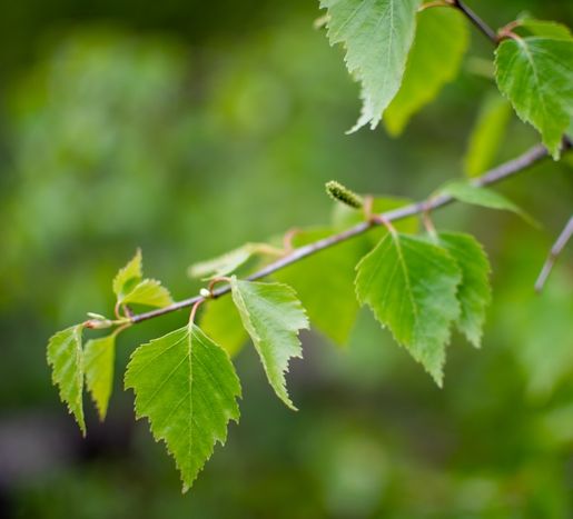 Birch. Photo. 