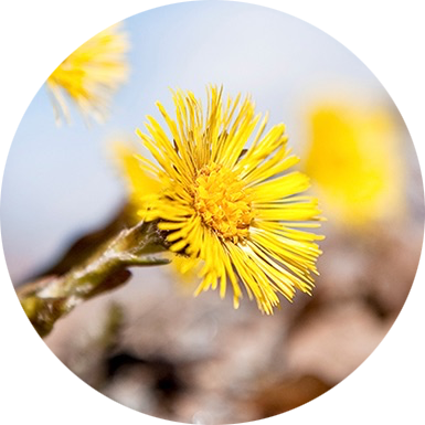 blomma